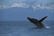 Flip Nicklin - Humpback Whale breaching, southeast Alaska