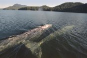 Flip Nicklin - Gray Whale surfacing to breathe, Clayoquot Sound, Vancouver Island, Canada