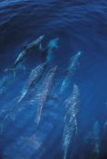 Flip Nicklin - Bottlenose Dolphin pod at ocean's surface, Galapagos Islands, Ecuador