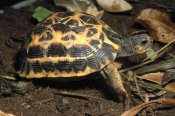 San Diego Zoo - Spider Tortoise critically endangered species native to Madagascar