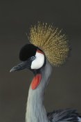 San Diego Zoo - Grey Crowned Crane portrait, native to Africa