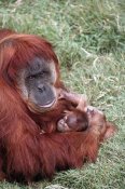 San Diego Zoo - Sumatran Orangutan mother holding baby, native to Sumatra