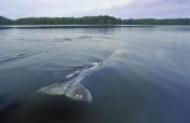 Flip Nicklin - Gray Whale skims water surface water, Clayoquot Sound, Canada