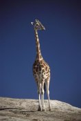 San Diego Zoo - Rothschild Giraffe portrait, native to Africa south of the Sahara