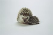 San Diego Zoo - African Hedgehog mother and baby, native to Africa