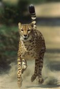 San Diego Zoo - Cheetah running, native to Africa