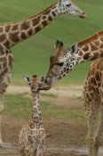 San Diego Zoo - Rothschild Giraffe mother kissing calf, native to Africa