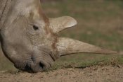 San Diego Zoo - Northern White Rhinoceros grazing, native to Africa
