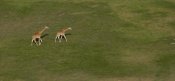 San Diego Zoo - Rothschild Giraffe pair crossing grassland, native to Africa