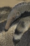 San Diego Zoo - Giant Anteater baby riding on mother's back, native to South America