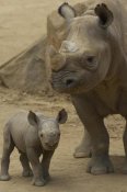 San Diego Zoo - Black Rhinoceros mother and calf, native to Africa