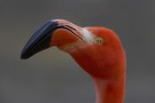 San Diego Zoo - Greater Flamingo portrait