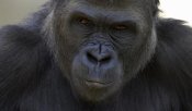 San Diego Zoo - Western Lowland Gorilla portrait, native to Africa