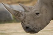 San Diego Zoo - White Rhinoceros portrait showing horns, native to Africa