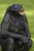 San Diego Zoo - Bonobo mother and baby, native to Africa