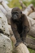 San Diego Zoo - Western Lowland Gorilla baby, native to Africa
