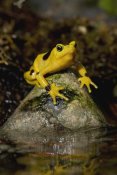 San Diego Zoo - Panamanian Golden Frog, native to Panama