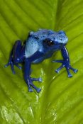 San Diego Zoo - Blue Poison Dart Frog very tiny poisonous frog, native to South America