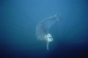 Flip Nicklin - Bearded Seal swimming underwater, Norway