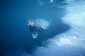 Flip Nicklin - Bearded Seal underwater, Norway