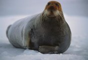 Flip Nicklin - Bearded Seal dyed red from foraging in iron-rich mud, Svalbard, arctic Norway