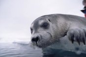 Flip Nicklin - Bearded Seal pup on ice edge, Arctic