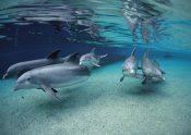 Flip Nicklin - Bottlenose Dolphin group swimming in shallow water, Hawaii