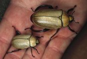 Mark Moffett - Fungus Weevil pair, Fortuna National Park, Panama