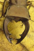 Mark Moffett - Staghorn Beetle , Wau, Papua New Guinea