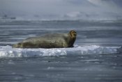 Flip Nicklin - Bearded Seal resting on ice floe, Svalbard, Norway