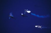 Flip Nicklin - Humpback Whale contesting for female, Maui, Hawaii