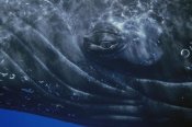 Flip Nicklin - Humpback Whale eye of singer, Maui, Hawaii