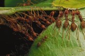 Mark Moffett - Weaver Ants building nest by pulling on leaves and forming chains, Africa