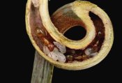 Mark Moffett - Carpenter Ants and pupae nest safely in tendril of carnivorous Pitcher Plant, Borneo