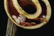 Mark Moffett - Carpenter Ants and pupae nest safely in tendril of carnivorous Pitcher Plant, Borneo