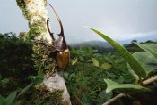 Mark Moffett - Hercules Scarab Beetle in rainforest, Fortuna National Park, Panama