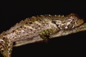Mark Moffett - Iguanid Lizard portrait, Amazonian, Peru