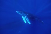 Flip Nicklin - Humpback Whale curious calf followed by protective mother, Maui, Hawaii