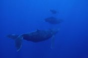 Flip Nicklin - Humpback Whale cow calf and male escort, Maui, Hawaii