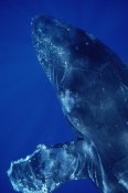Flip Nicklin - Humpback Whale close up of friendly singer, Maui, Hawaii