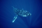 Flip Nicklin - Humpback Whale friendly singer, Maui, Hawaii