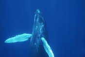 Flip Nicklin - Humpback Whale curious calf, Maui, Hawaii