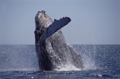Flip Nicklin - Humpback Whale breaching, Maui, Hawaii