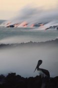 Tui De Roy - Brown Pelican by a lava flow entering sea, Galapagos Islands, Ecuador