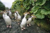 Tui De Roy - Royal Penguin group walking to colony, Macquarie Island