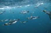 Tui De Roy - King Penguin group swimming underwater, Macquarie Island