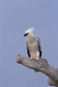 Tui De Roy - Harpy Eagle juvenile Silk-cotton tree, Peru