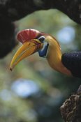 Tui De Roy - Sulawesi Red-knobbed Hornbill male delivering Figs to female, Sulawesi, Indonesia