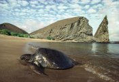 Tui De Roy - Green Sea Turtle, Bartolome Island, Galapagos Islands, Ecuador