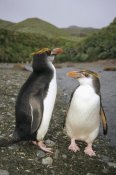 Tui De Roy - Royal Penguin pair on landing beach, Sandy Bay, Macquarie Island